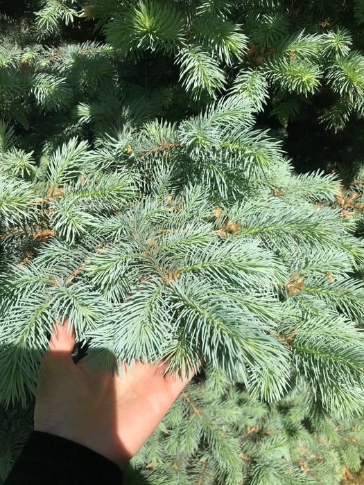 Бельгийская голубая ель