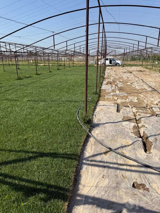 Gazon ekish Toshkent – 50 000 so‘mdan | Zich va Sifatli Natija