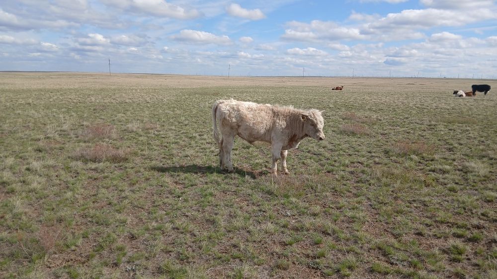 Продам бычков 12 голов