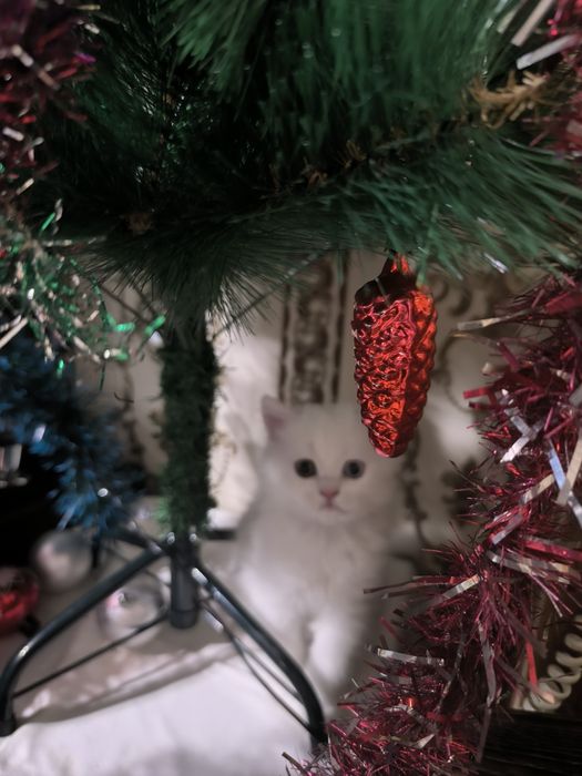 Подаётся котенокБританец