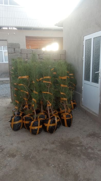 archalar bor sotiladi