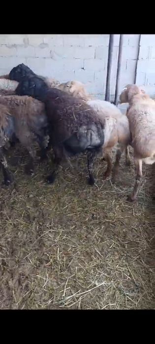 17 бас кошкар сатылады