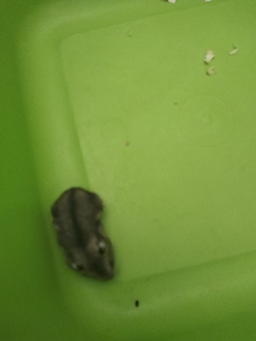 Hamsteri jucăuși