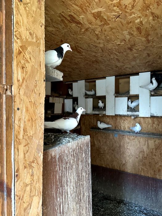 Голуби- павлины , гривуны