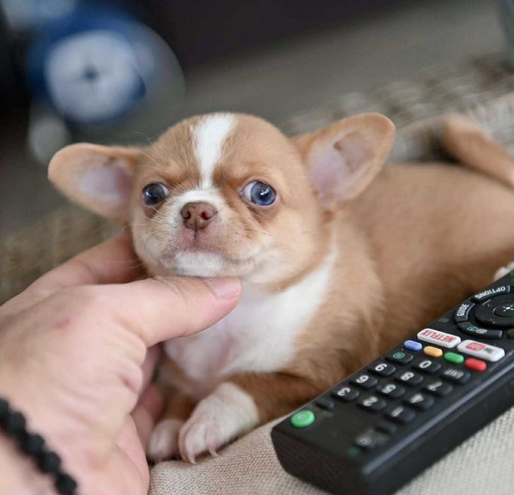 женско мини чихуахуа