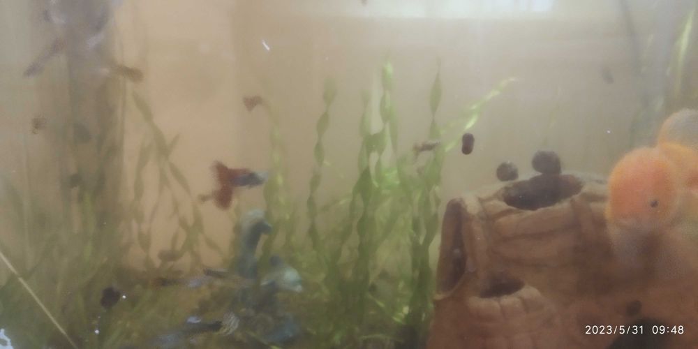 В городе Учкудук!! Улитка мелкая, аквариумная. Продается живая УЛИТКА.