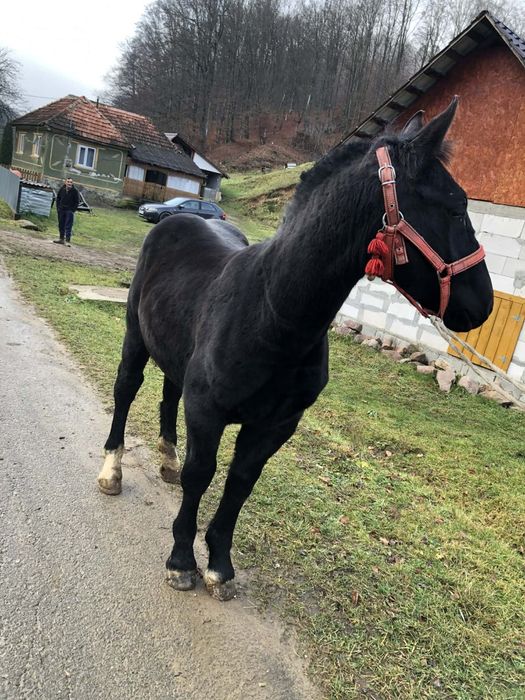 Mânz de 7 luni de vanzare