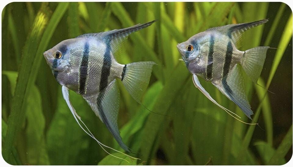 Рыбка ( скаляри )