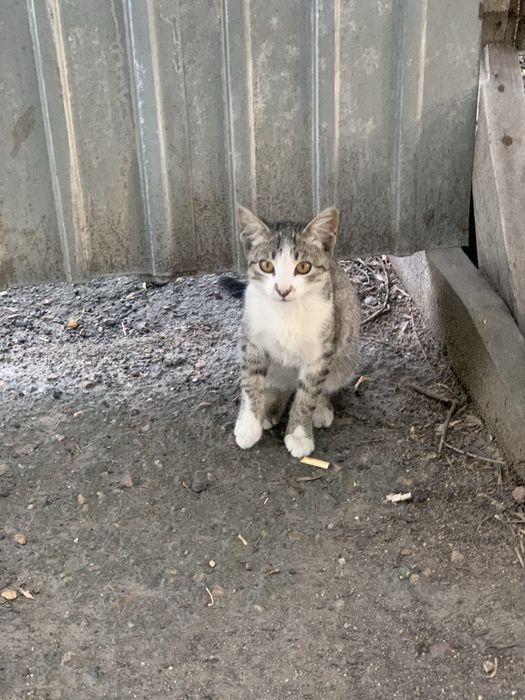 Котята в добрые руки!