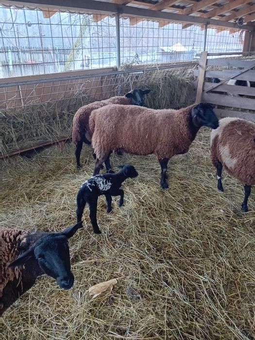 Vând oi jura gestante