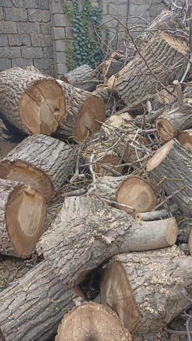 Продам дерево орех.