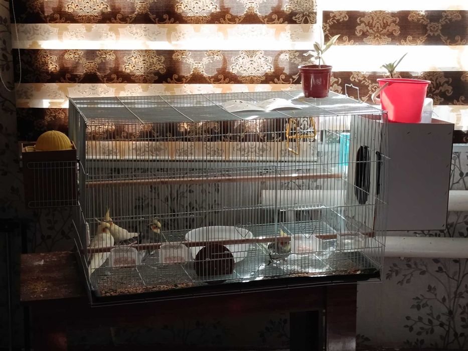Korella to'ti qushlar va kafasi bilan sotiladi