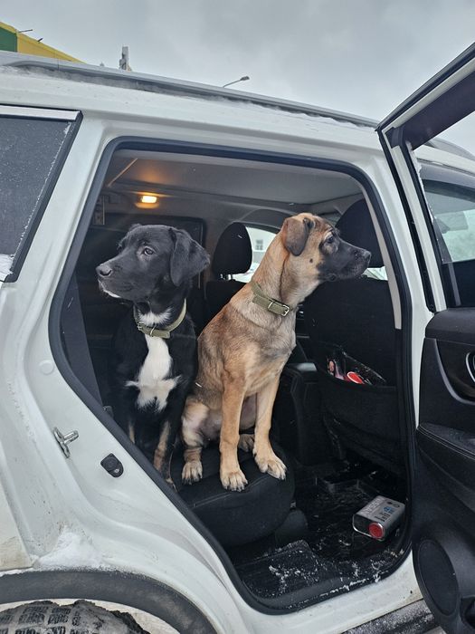 Отдам в добрые руки