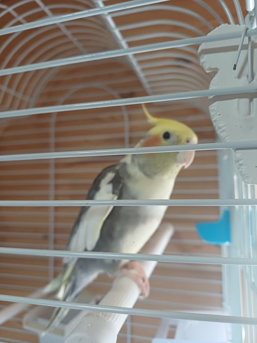 Продам попугая с клеткой .