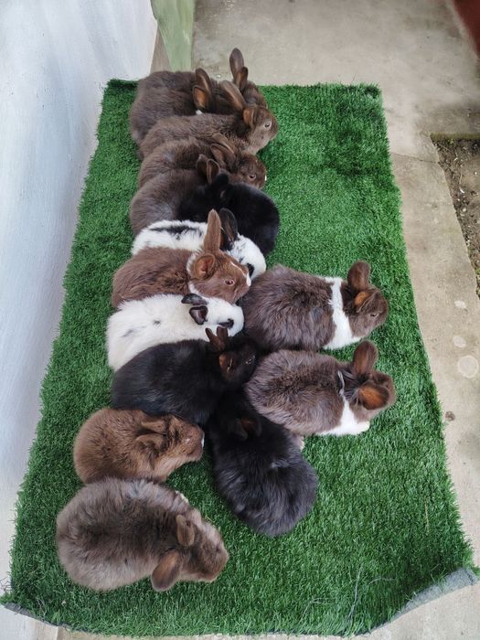 Quyon bolalari sotiladi