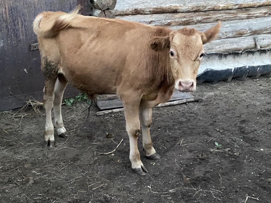 Продам телят бычки