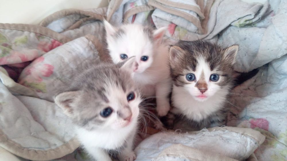 Мысық үшеуіде ұрғашы