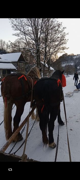 De vânzare mânz...
