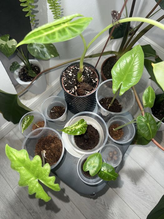 Комнатные растения