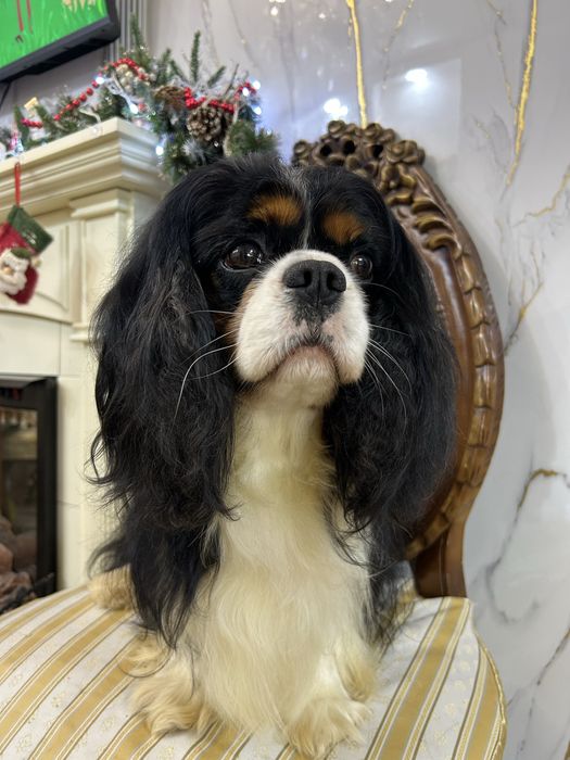 Кавалер кинг чарльз спаниель