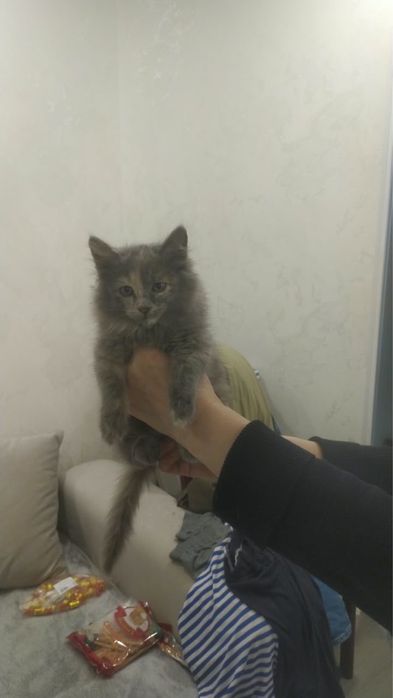 Отдам котенка девочка