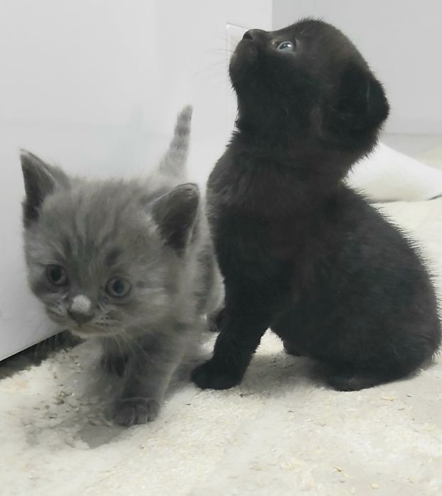 Срочно отдам котят в добрые руки