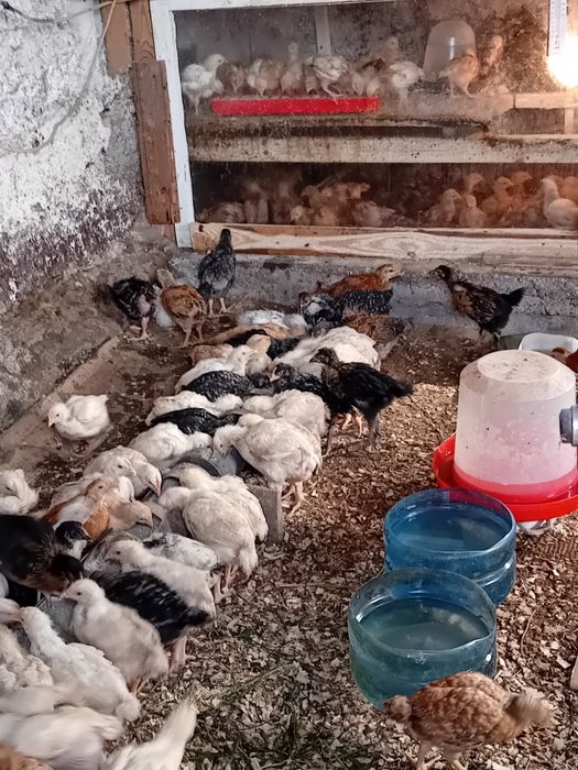 Пилета поладки Легхорн Супер харко