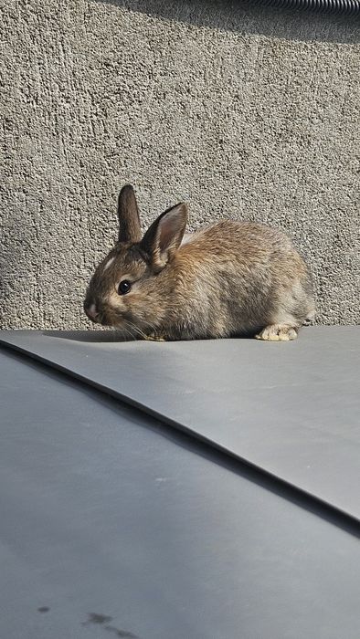 Vand iepuri talie mijlocie