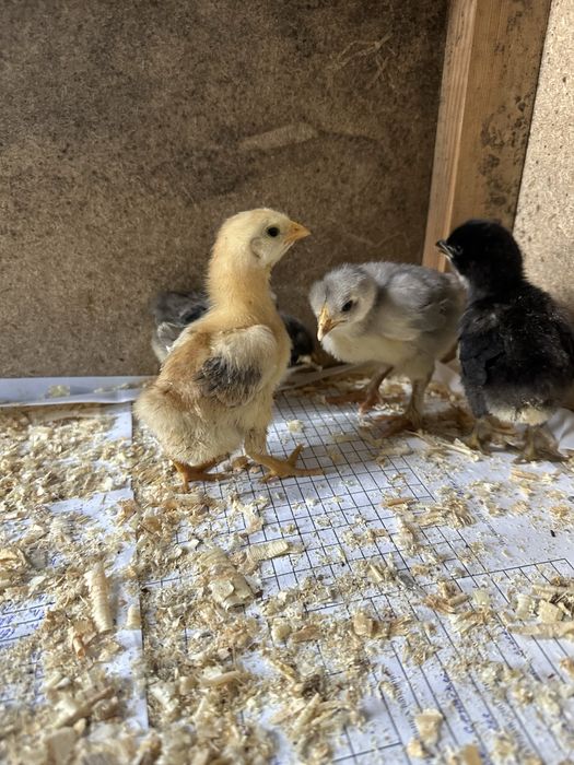 Продам домашних цыплят