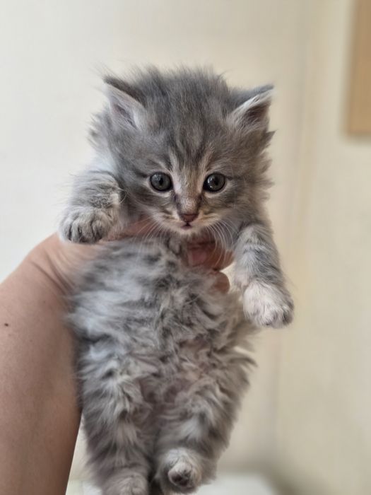 Отдам красивых котят