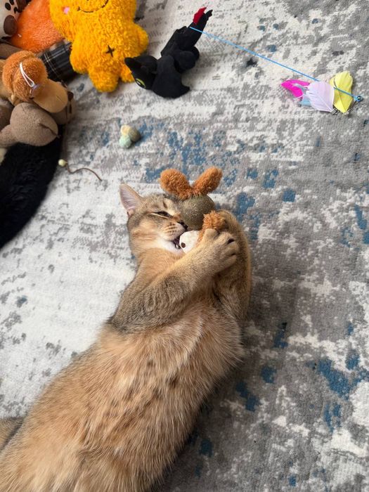 Zalatistiy shinshila viyaskaga