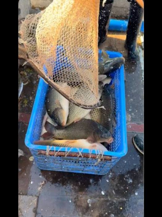 Baliq sotamiz juda mazali baliq