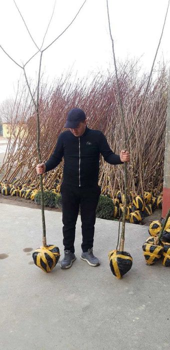 Мевали декоратив 100% ишончли кучатлар,Тераг,Павлония,