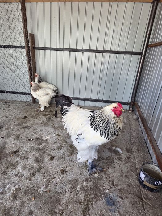 De vânzare curci,gâște si cocoși