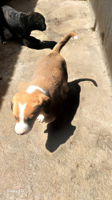 Cățeluși de talie mare pentru adopție – 3 fete și 3 băieți, buni de pază