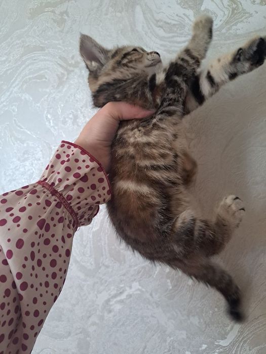 Мушук срочно сотилади  2 ойлик