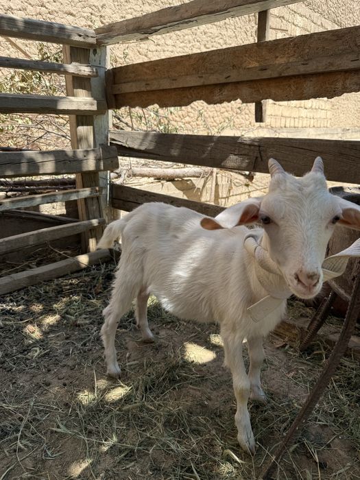 Орыс ешкі сатылады баласымен