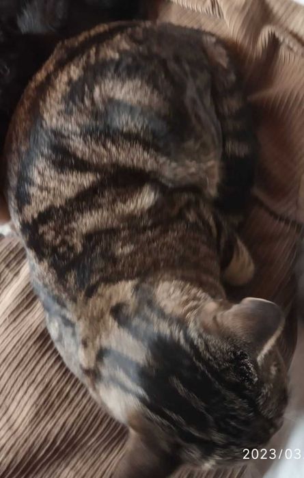 Кот бенгальской породы в добрые руки!