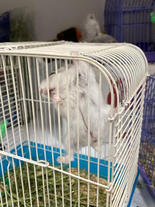 Джунгарские хомячки