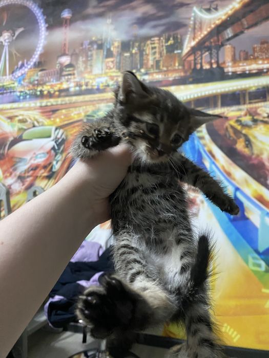 Отдам даром двух котенков очень ласковые и игрывые