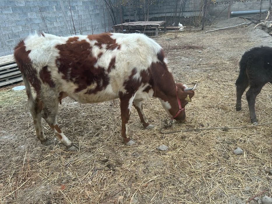 Она бола сигир сотилади