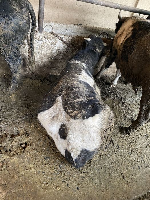 Бука сатылады.         .