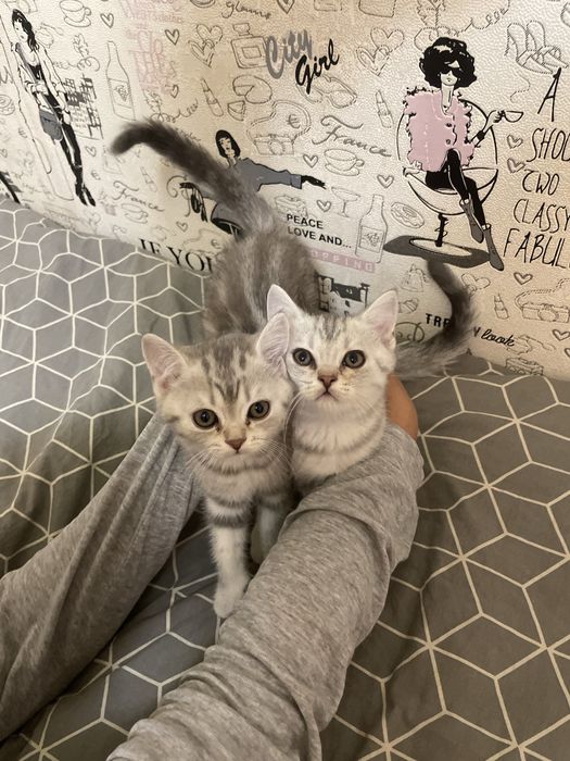 Шотландские котята