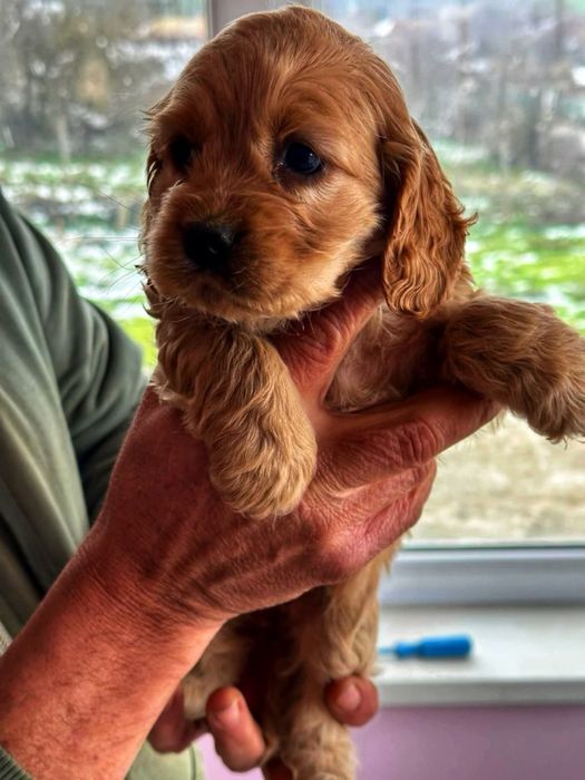 Кокершпаньолчета