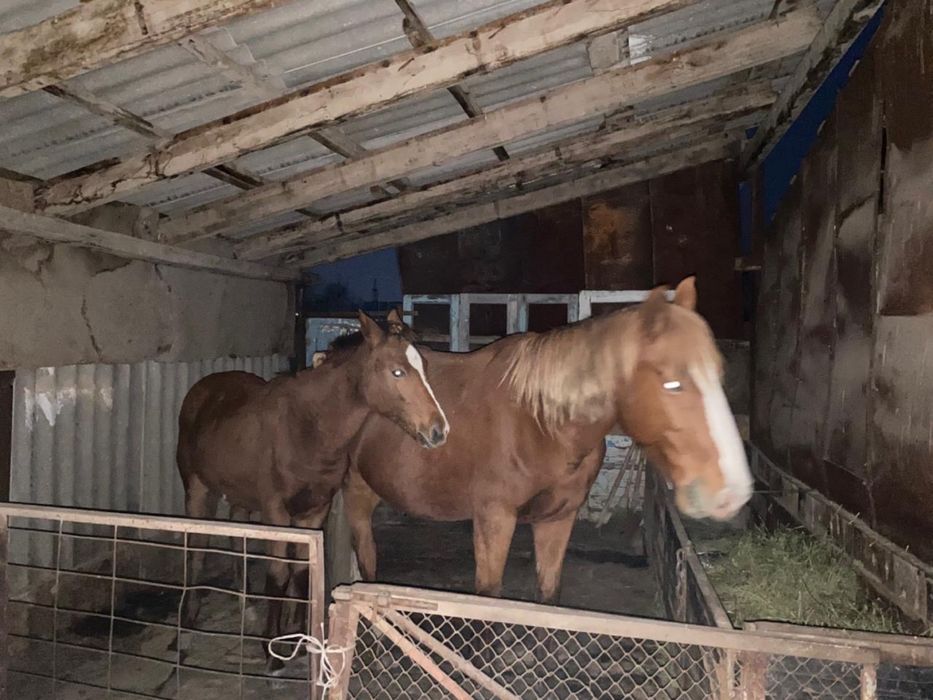 Жеребая кобыла 7 лет с жеребенком