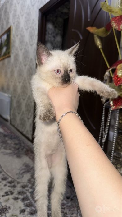 Пишикла сатилади