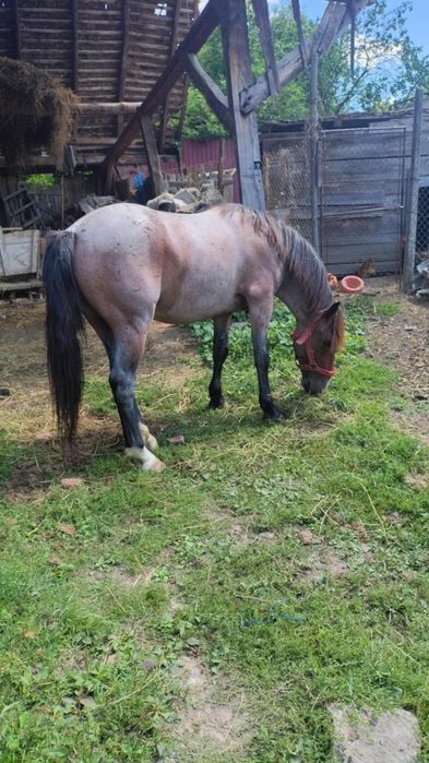 Vând armăsar semi greu 4 ani