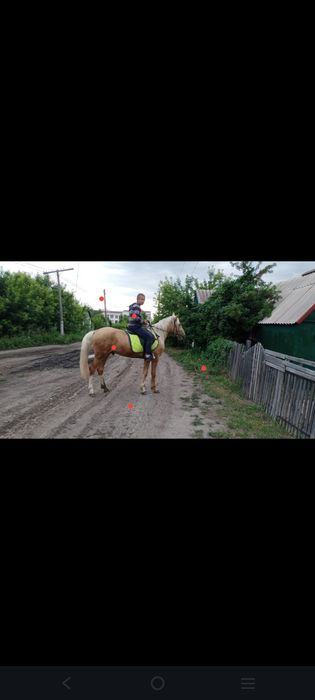 Продам жеребца!Аль-Лазаль!