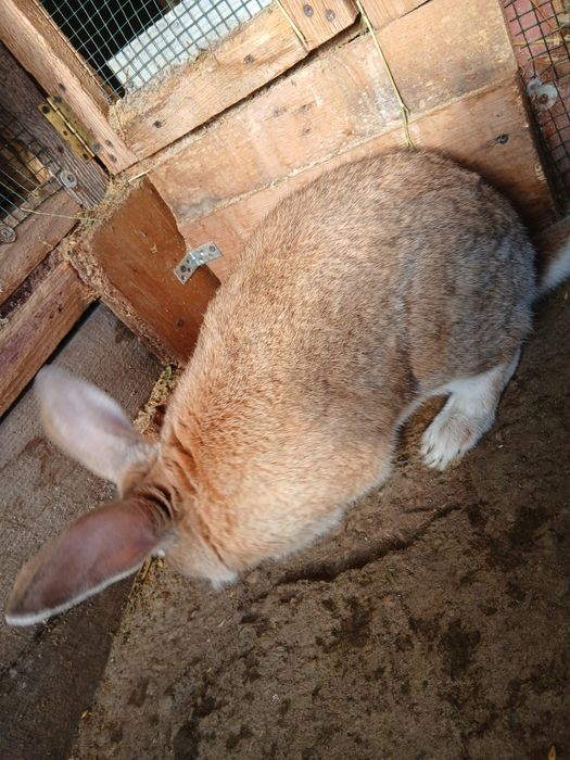 Vând mascul uriaș german!