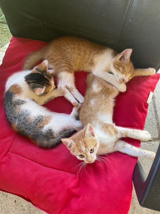 Pisici spre adopție